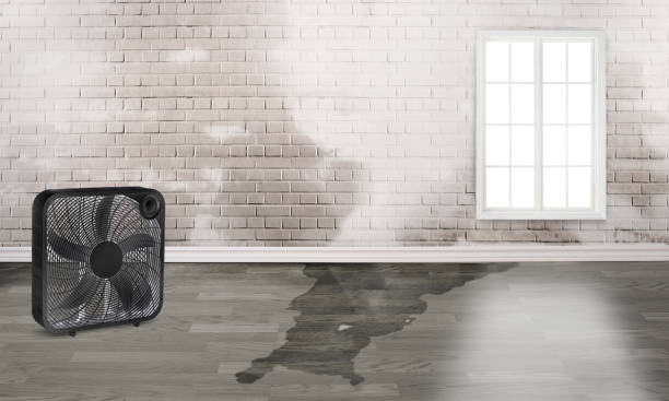 Best Water damage restoration near me  in Centreville, AL